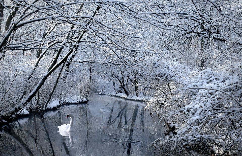 Winter Swan | Shutterbug